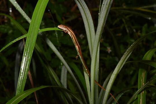 Image of Takydromus viridipunctatus Lue & Lin 2008