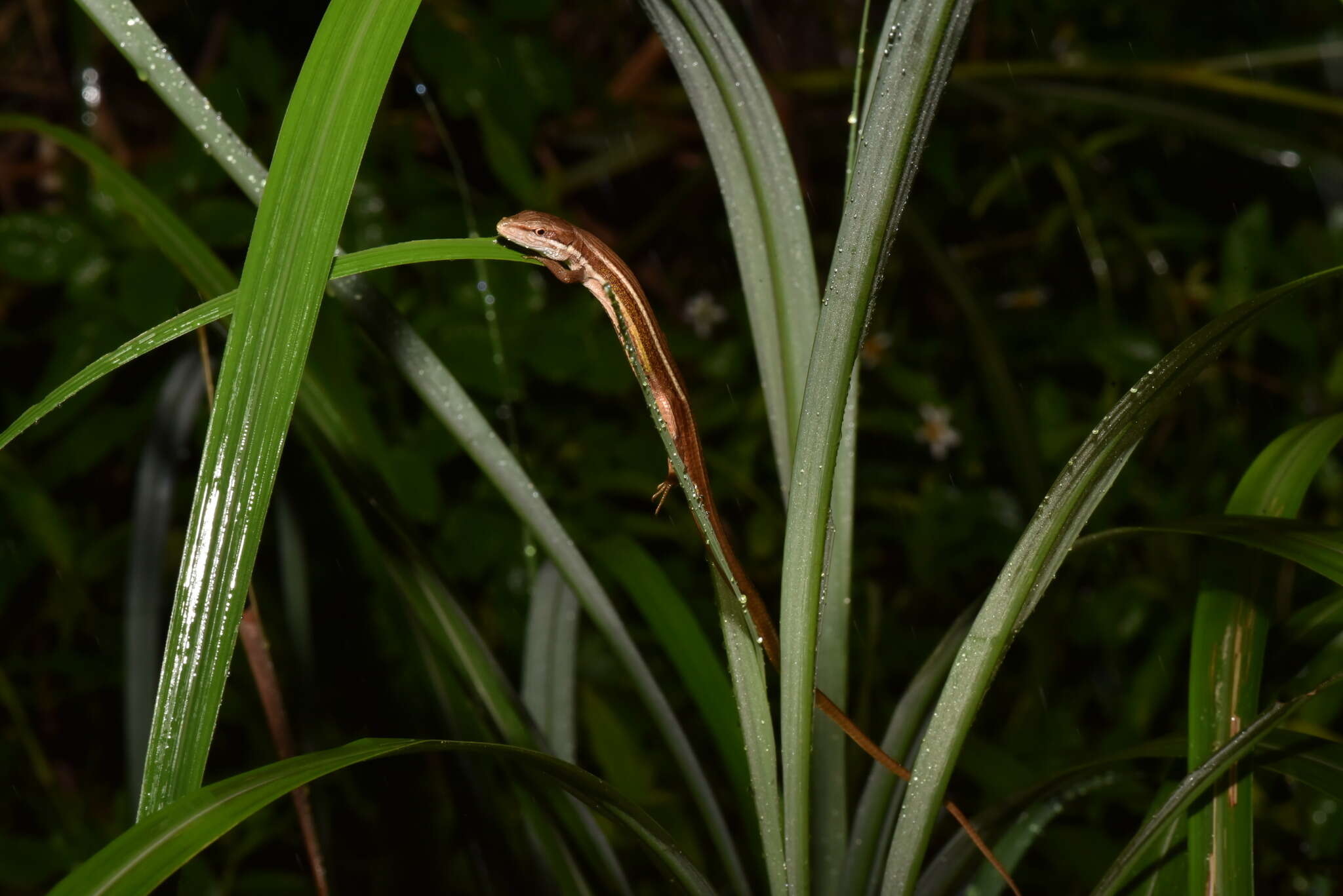 Image de Takydromus viridipunctatus Lue & Lin 2008