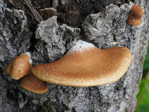 Image of Crepidotus calolepis (Fr.) P. Karst. 1879