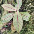 Imagem de Acalypha integrifolia Willd.