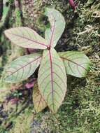 Image of Acalypha integrifolia Willd.