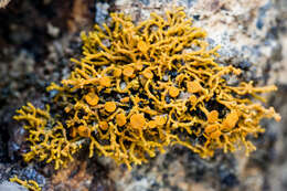 Image of coral orange lichen