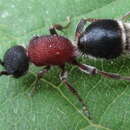 Image of Cystomutilla teranishii Mickel 1935