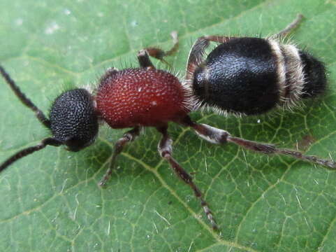 Image de Cystomutilla teranishii Mickel 1935