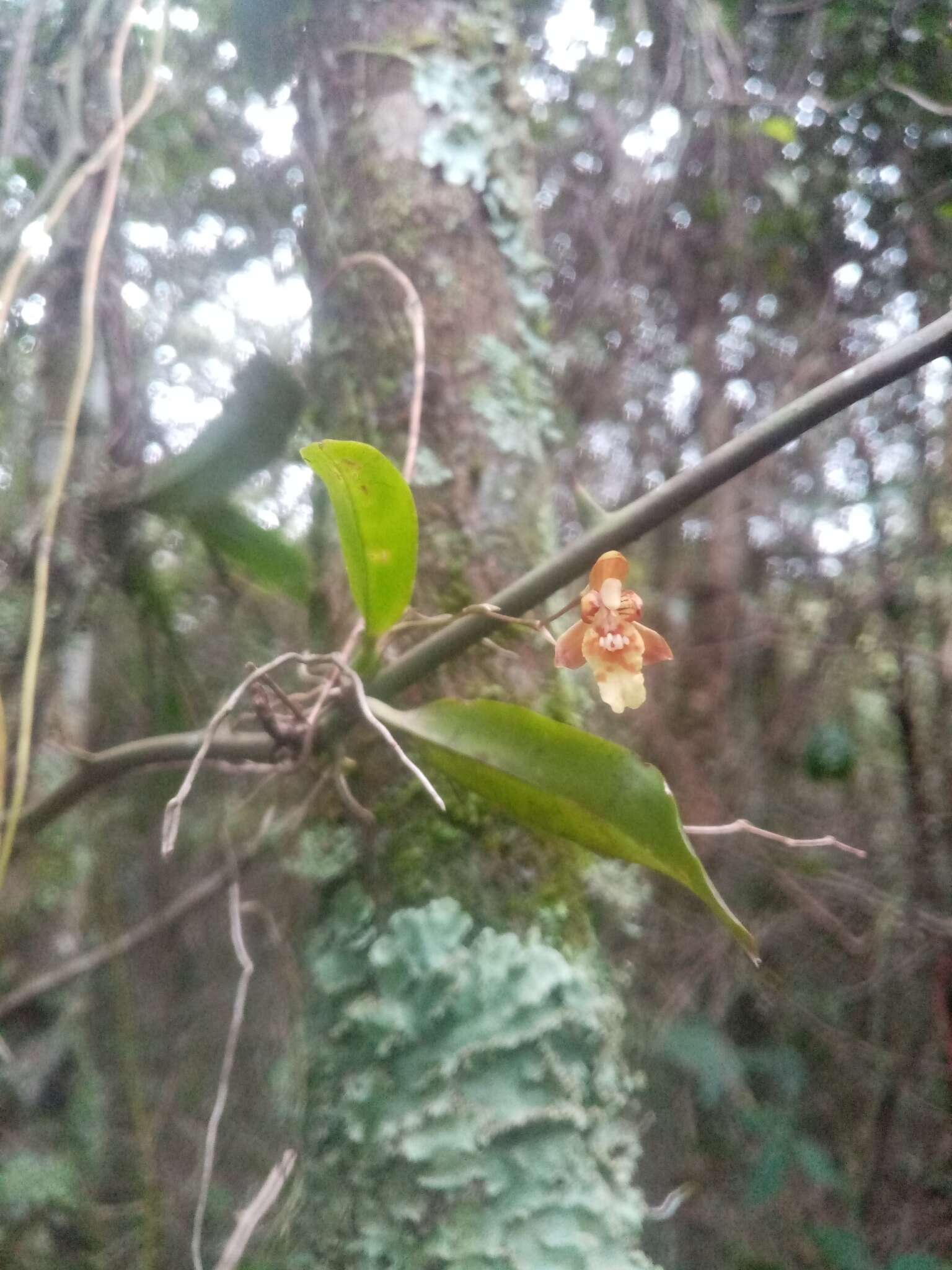 Image de Leochilus carinatus (Knowles & Westc.) Lindl.