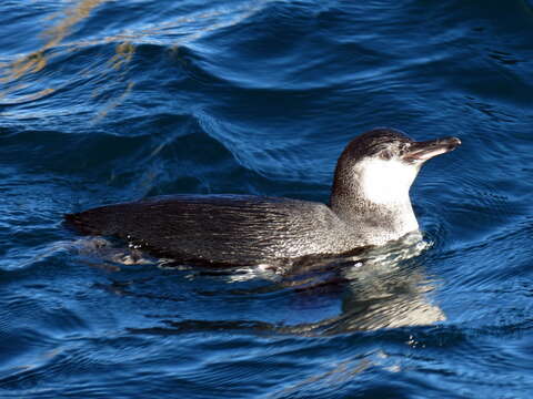 Imagem de Pinguim-das-galápagos