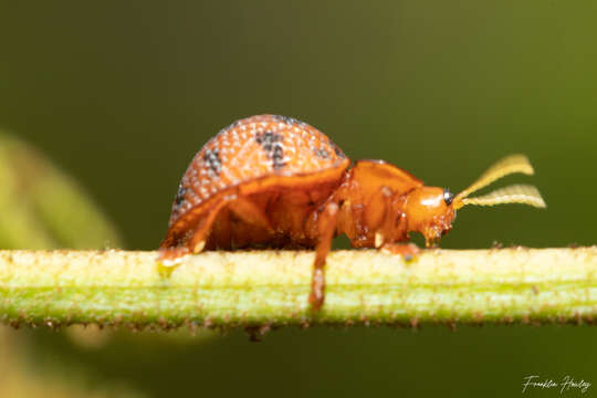 Image of Elytrogona quatuordecimmaculata (Latreille 1802)