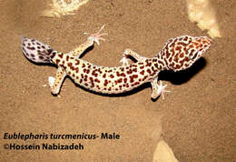 Image of Turkmenistan Eyelid Gecko