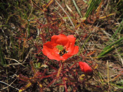 Image of Drosera cistiflora L.