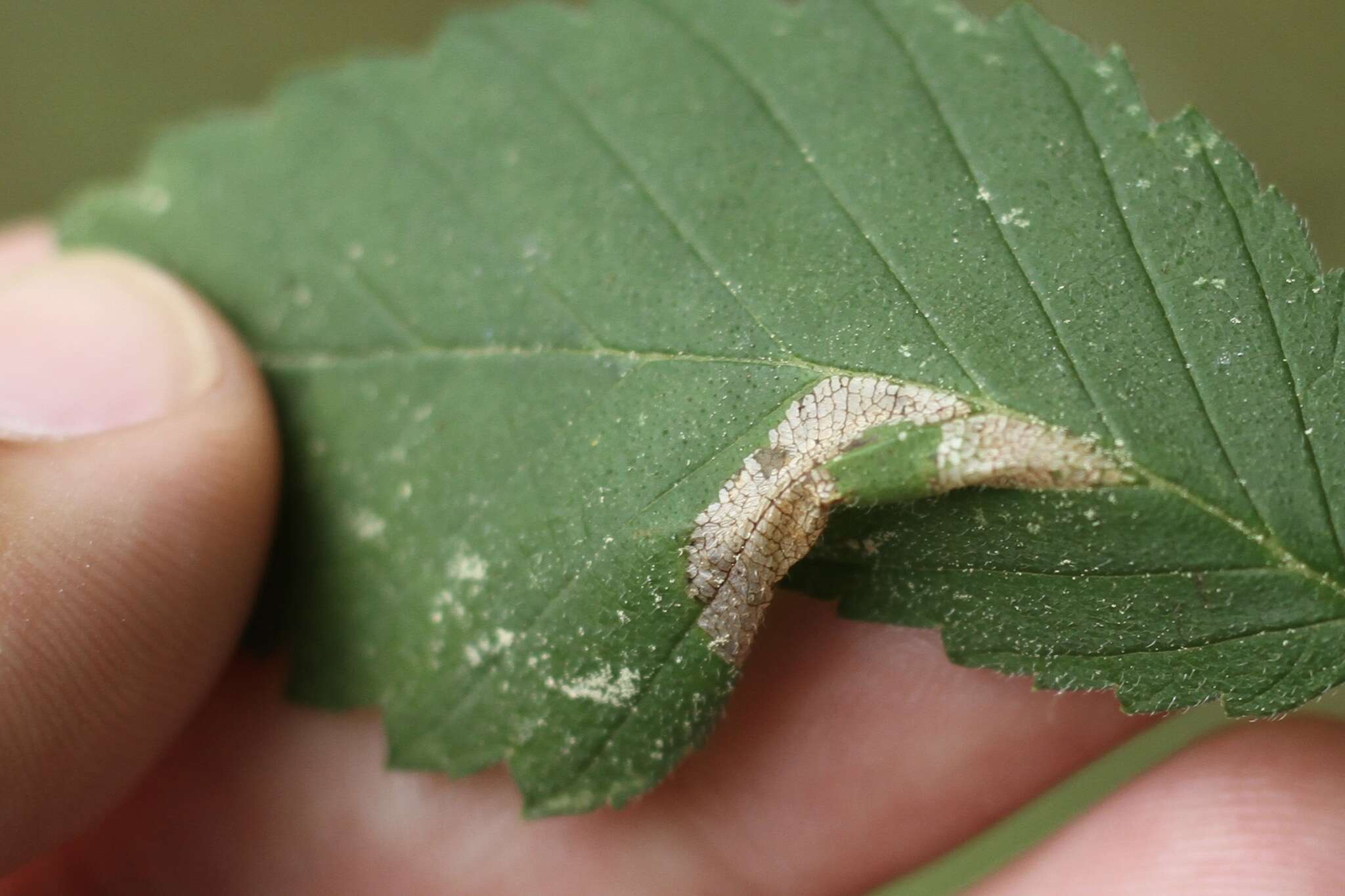 Image of Phyllonorycter argentinotella (Clemens 1859)