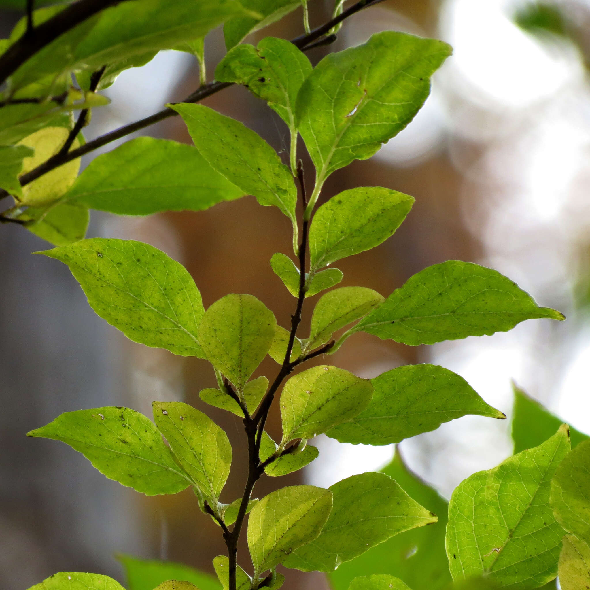 Image of Japanese snowbell