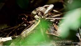 صورة Basiliscus vittatus Wiegmann 1828