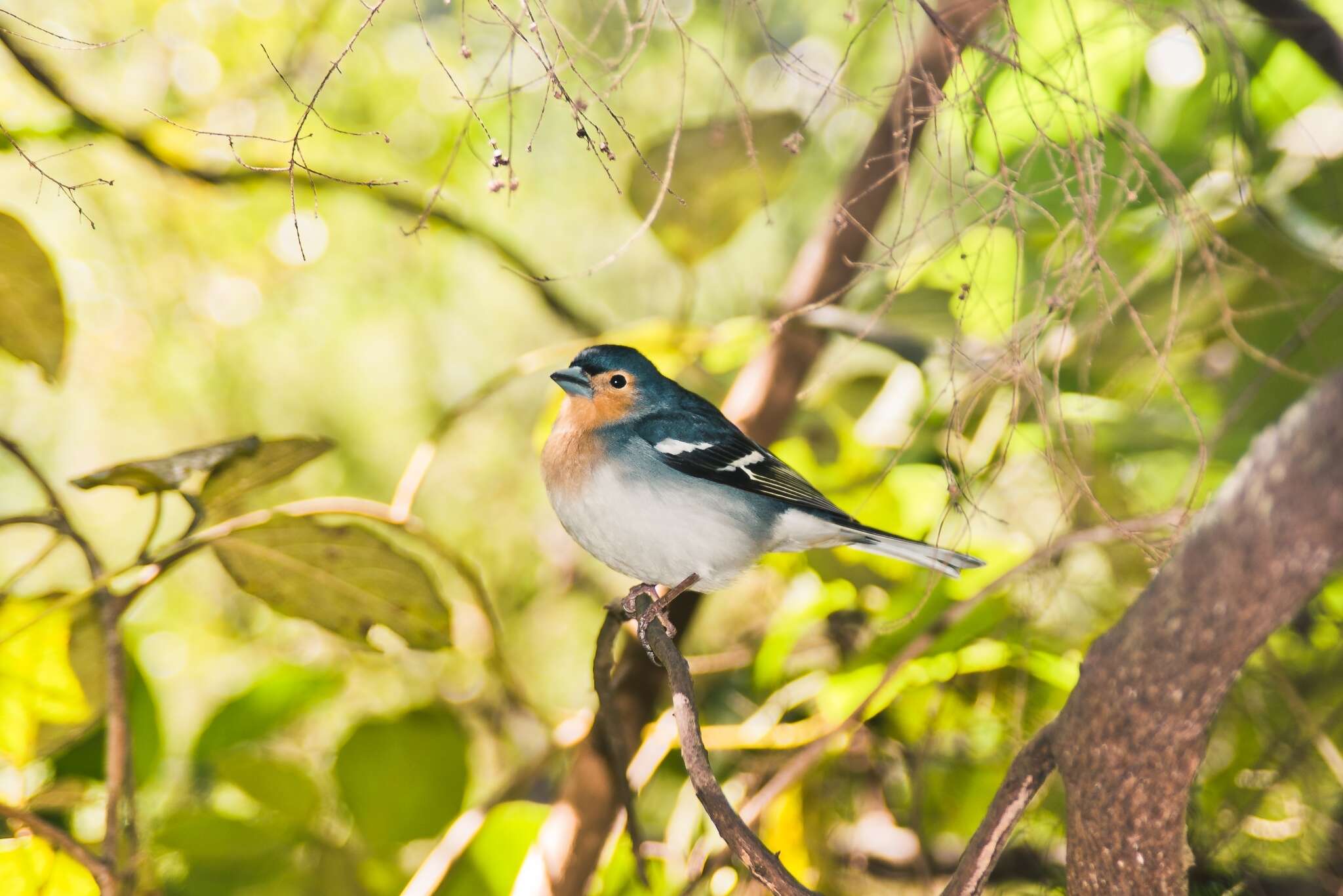 Image of La Palma Chaffinch