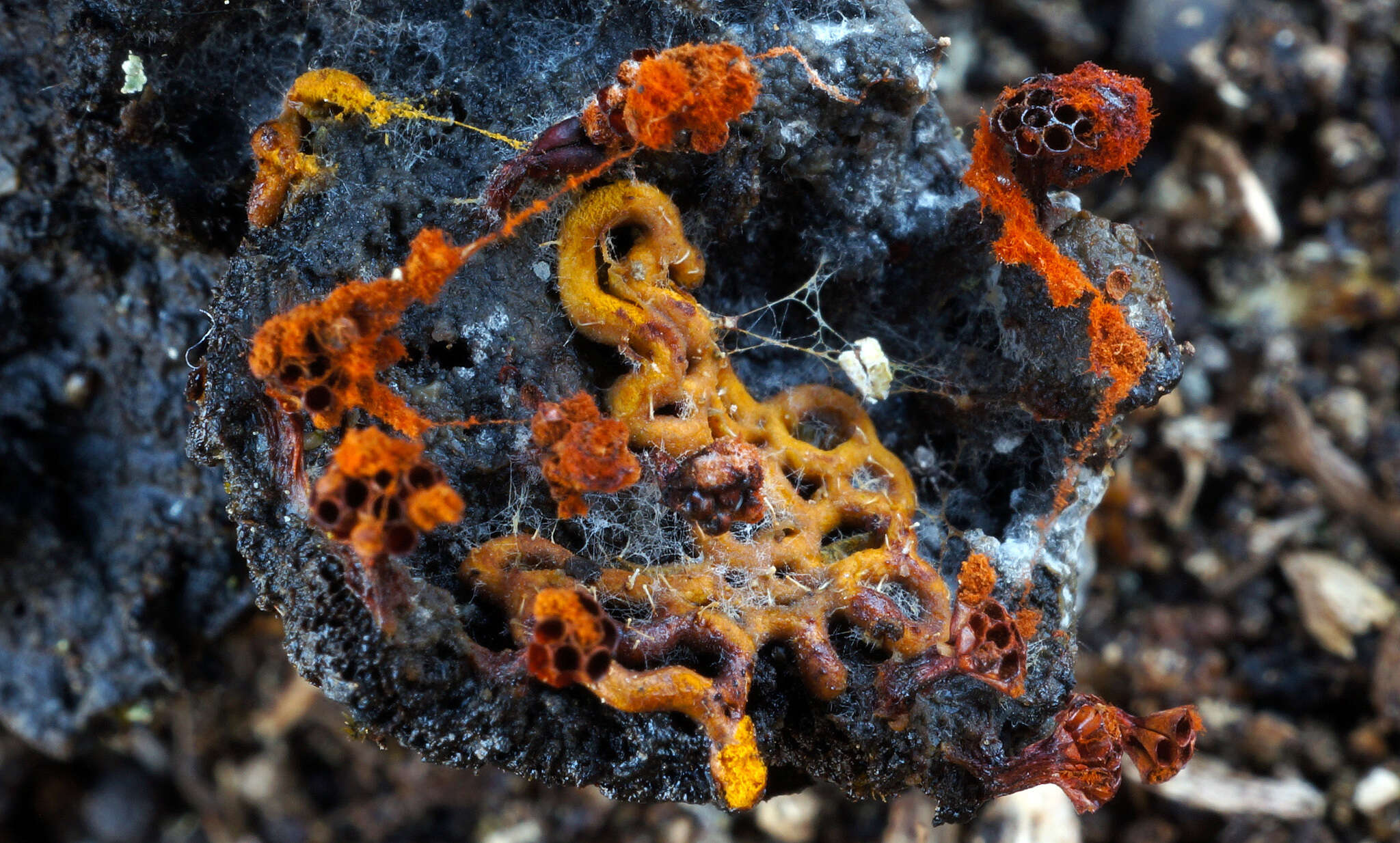 Image of Pretzel slime mold