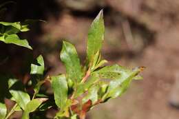 Sivun Vaccinium padifolium J. E. Sm. kuva