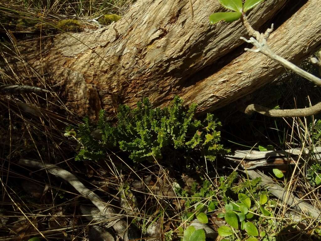 Image of Pimelea gnidia (J. R. & G. Forst.) Willd.