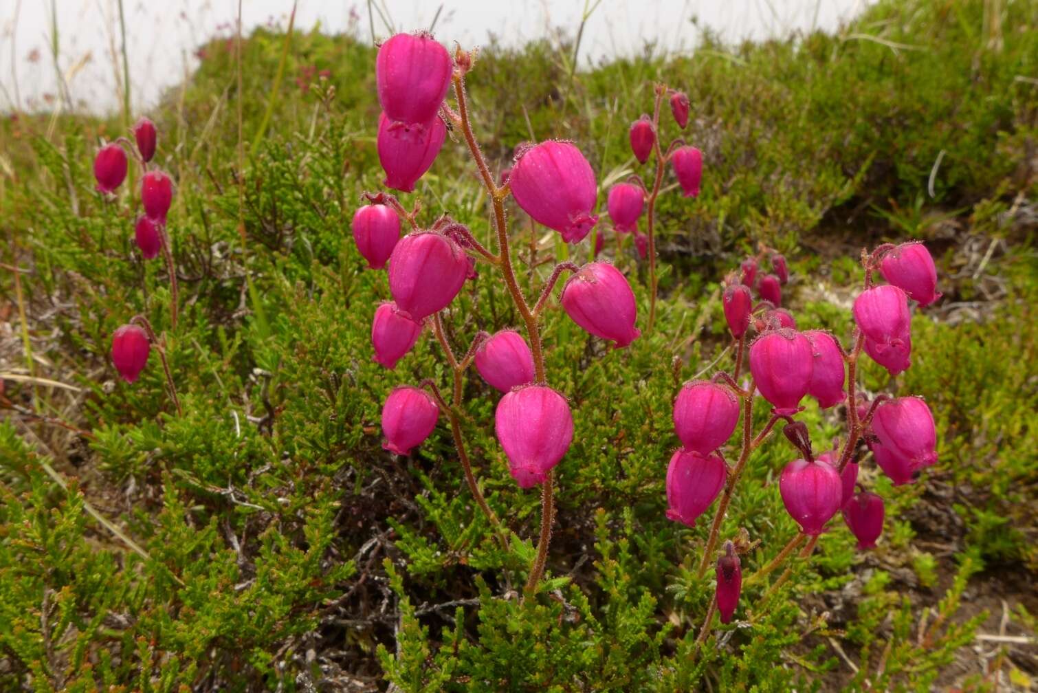 Imagem de Daboecia cantabrica subsp. azorica (Tutin & E. F. Warburg) D. Mc Clintock