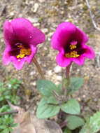 Image of Kellogg's monkeyflower