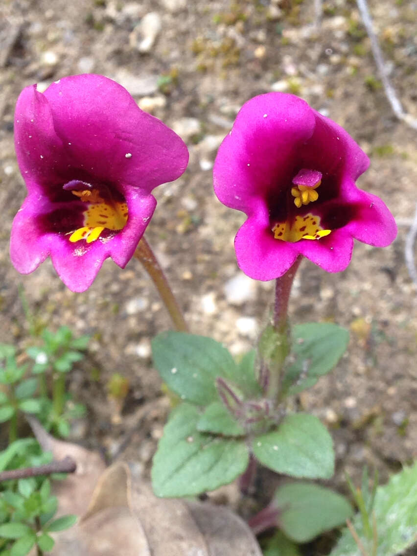 Image of Kellogg's monkeyflower