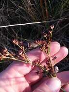 Imagem de Juncus trigonocarpus Steud.