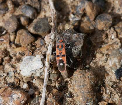 Image of Spilostethus longulus (Dallas & W. S. 1852)