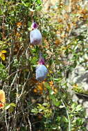 Слика од Passiflora huamachucoensis L. K. Escobar