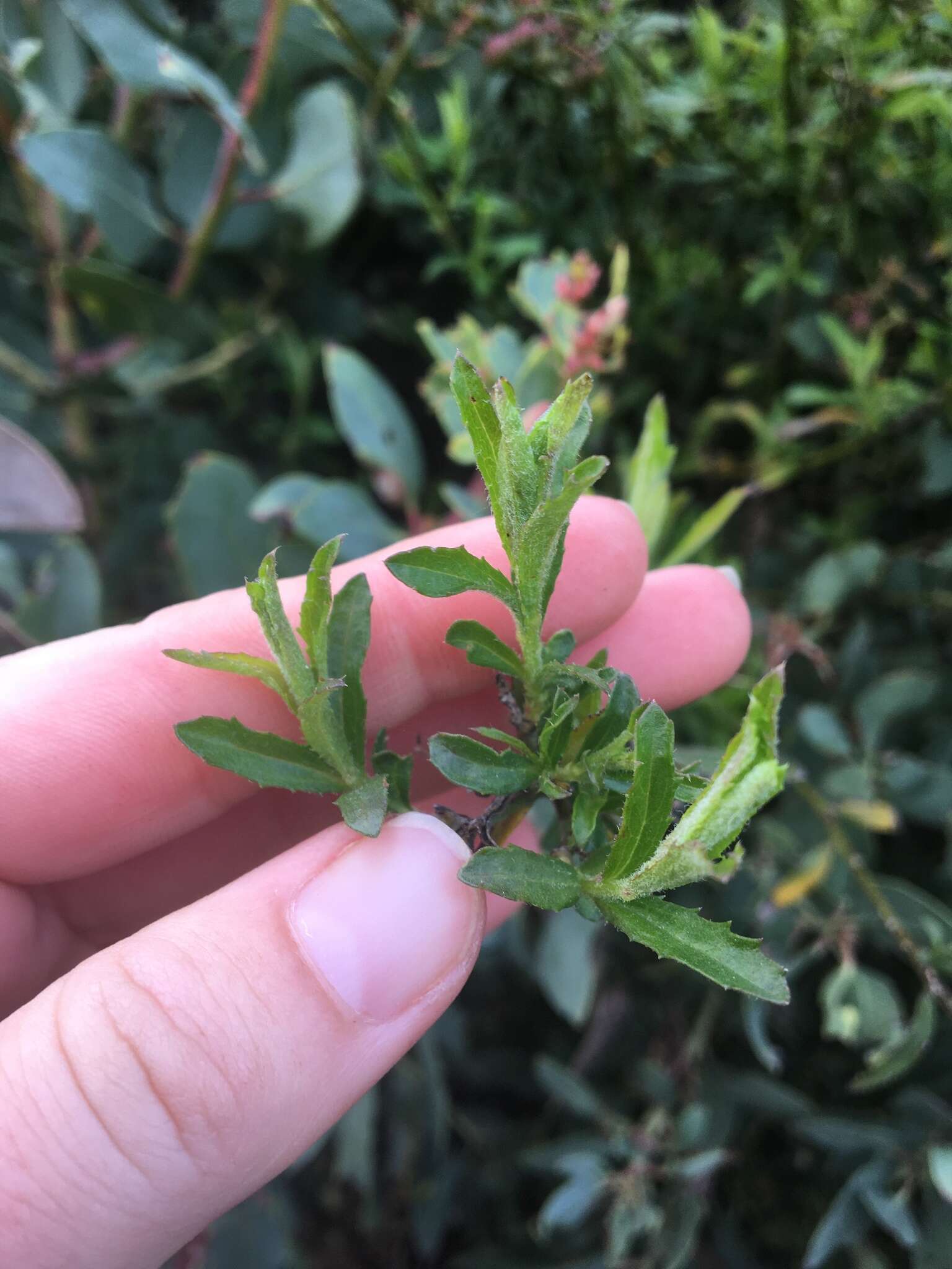 Image of Plummer's baccharis