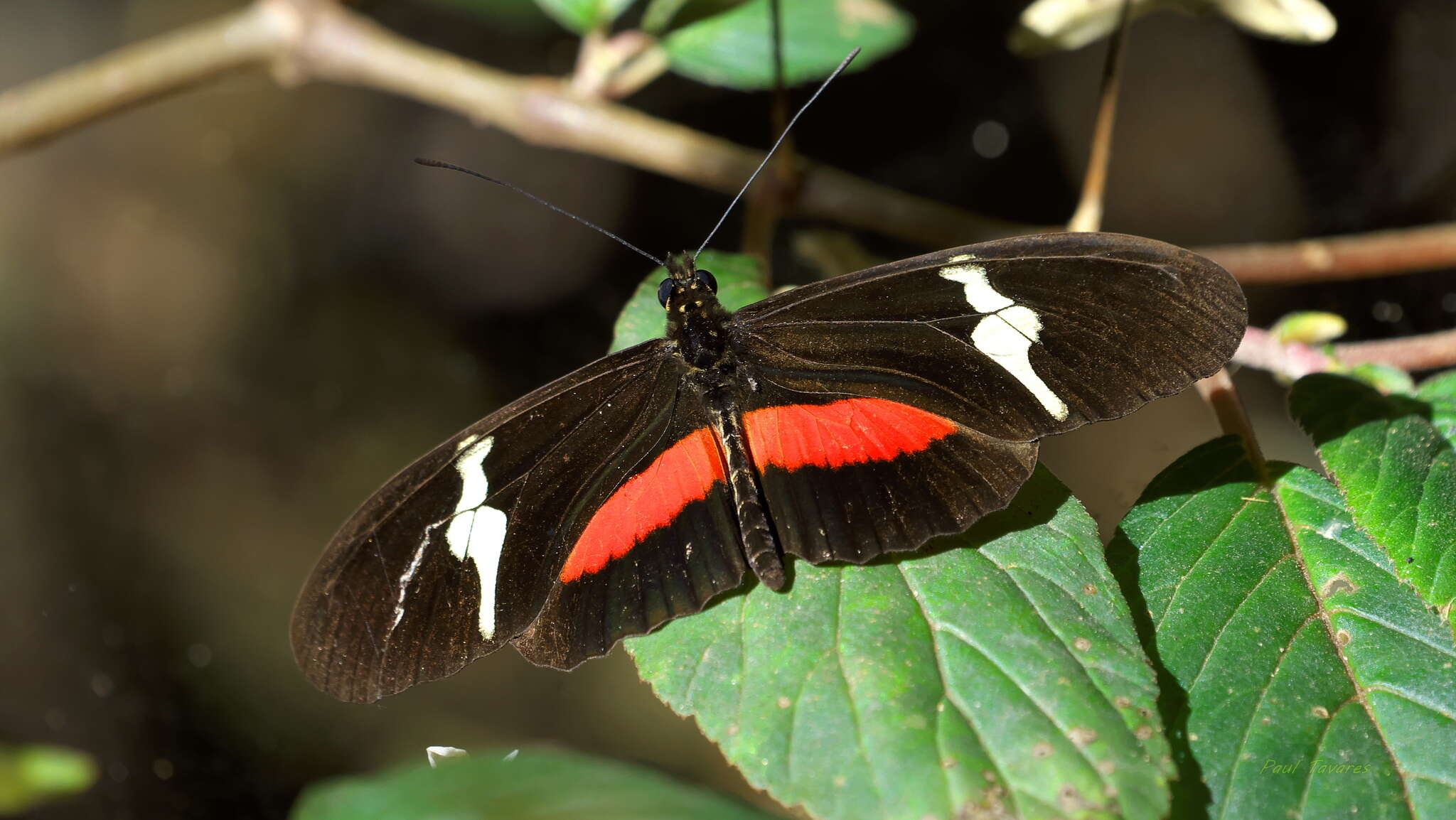 Image of Heliconius clysonymus Latreille 1817