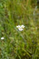 Image of Berteroa obliqua (Sm.) DC.