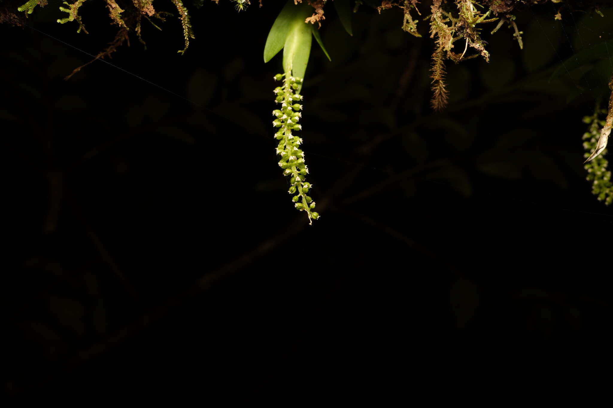 Image of Oberonia disticha (Lam.) Schltr.