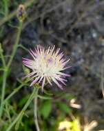 Слика од Centaurea odessana Prodan