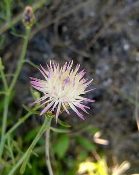 Centaurea odessana Prodan resmi