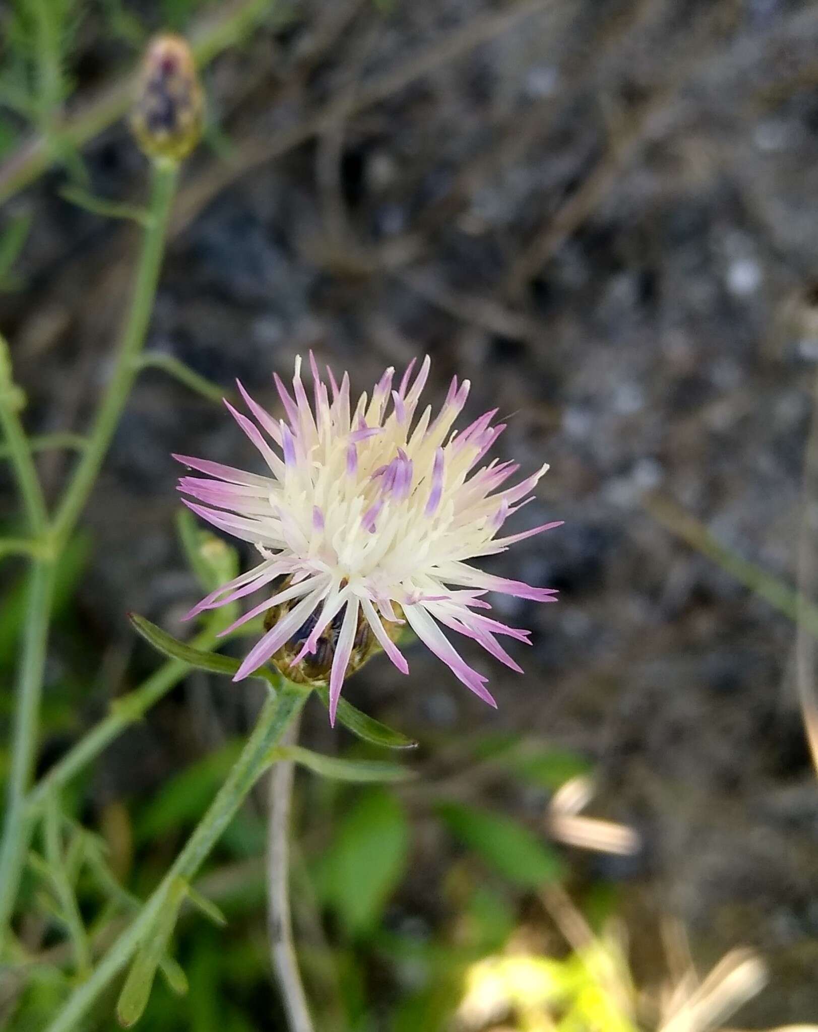 Image of Centaurea odessana Prodan