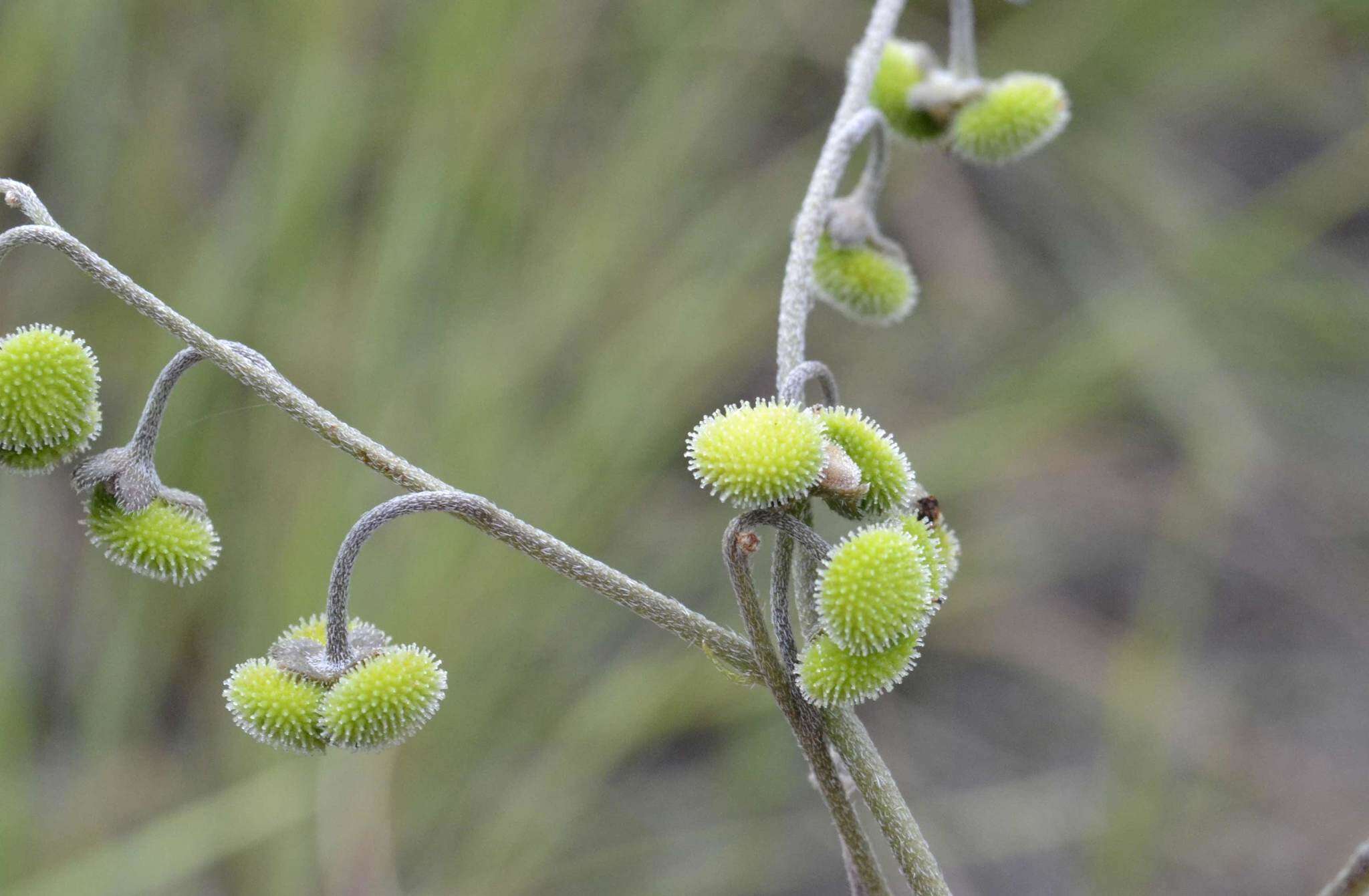 Image of Cynoglossum hispidum Thunb.