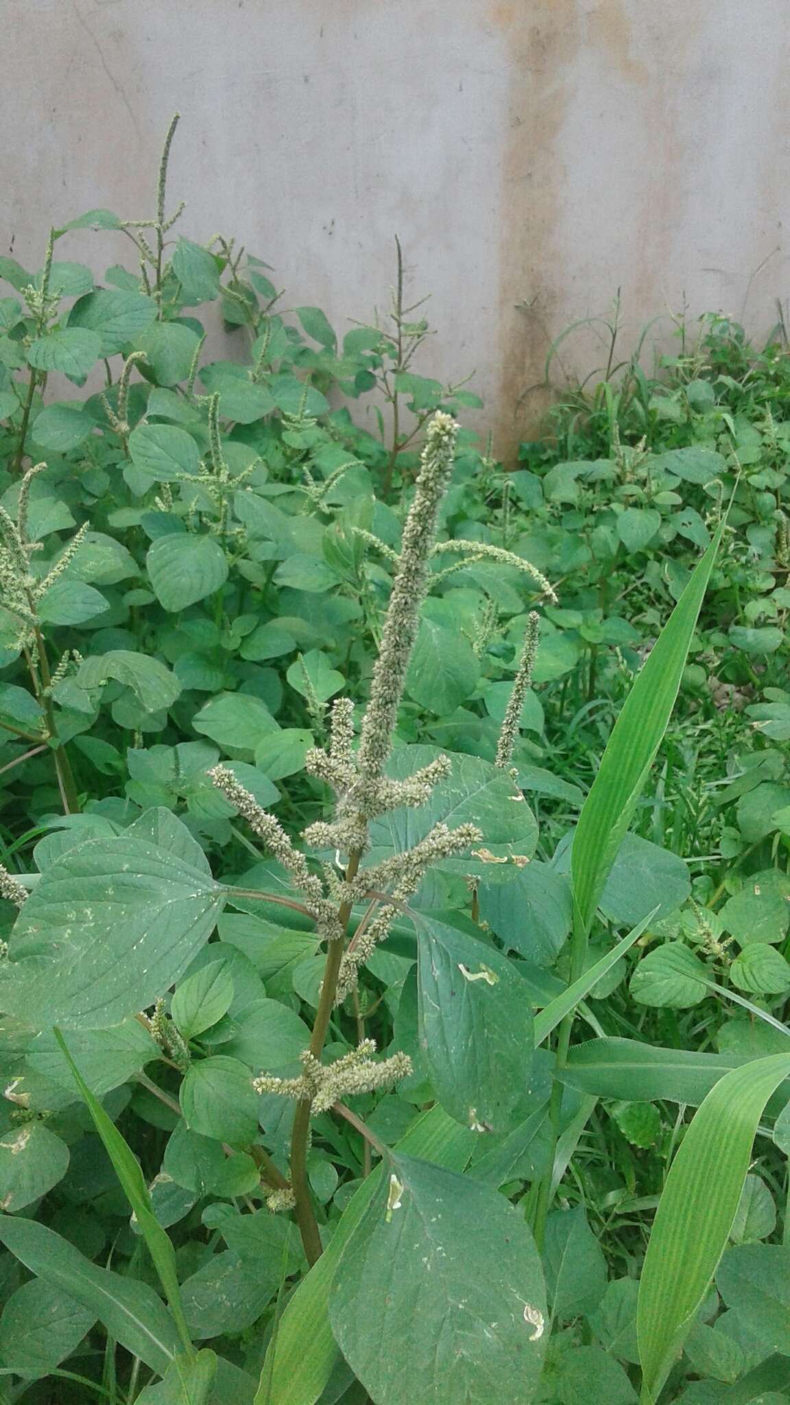 Amaranthus dubius Mart. resmi