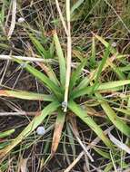 Image of sixangle pipewort