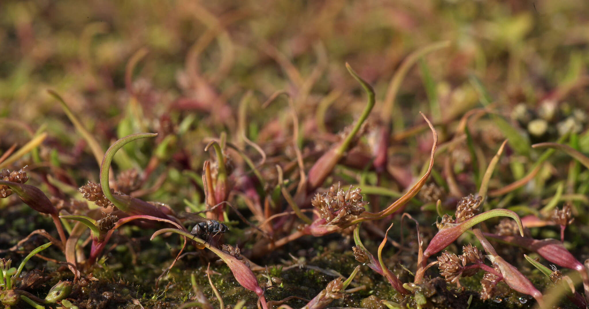 Imagem de Coleanthus