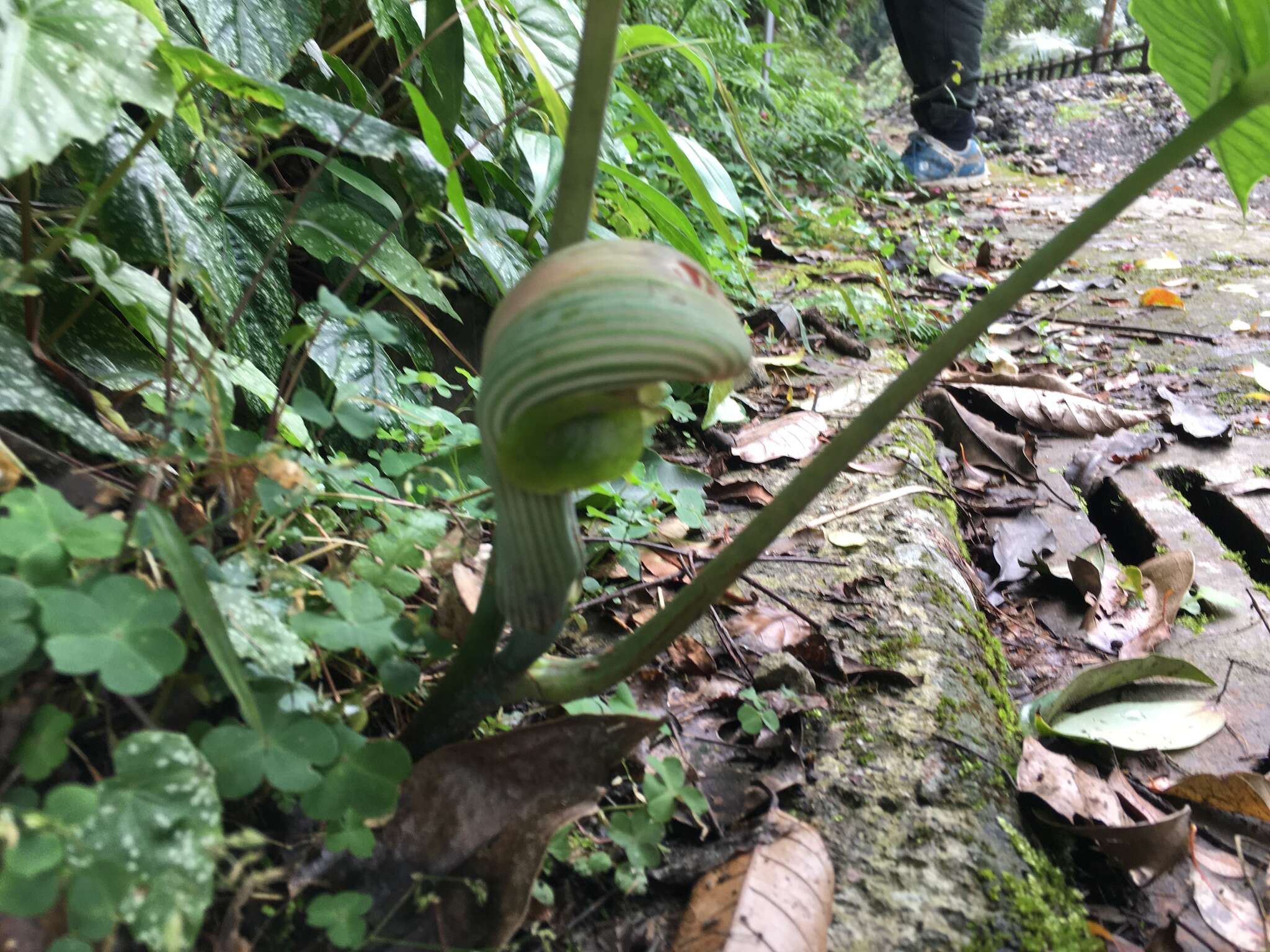 Arisaema ringens (Thunb.) Schott的圖片