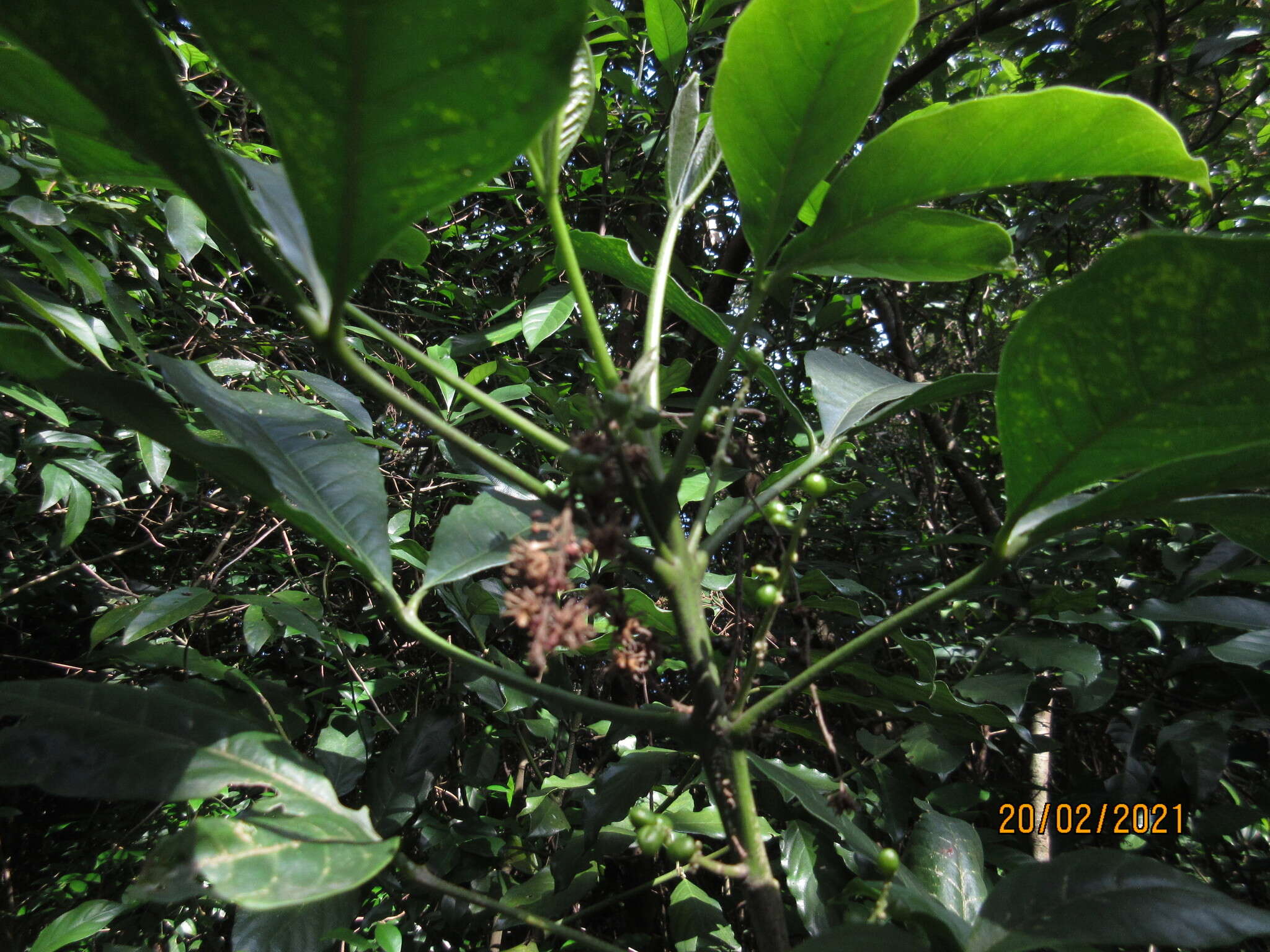 Image de Melicope semecarpifolia (Merr.) T. G. Hartley