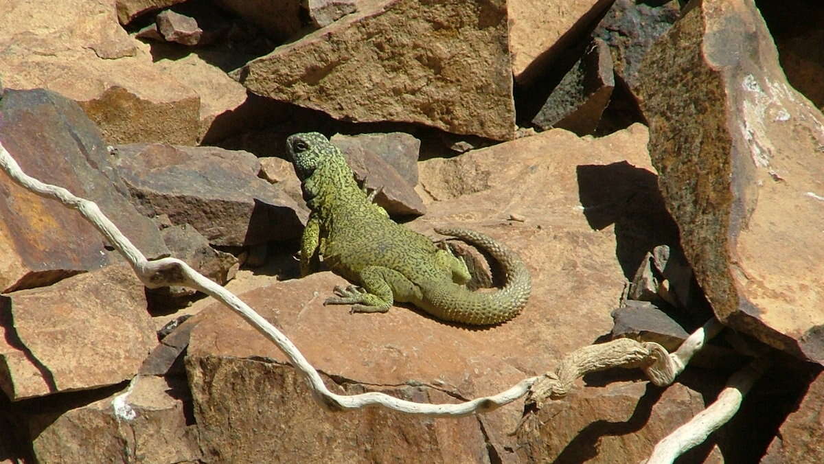 Image of Phymaturus loboi Troncoso-Palacios, Ferri-Yáñez, Laspiur & Aguilar 2019