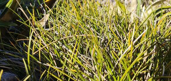 Image of Chionochloa australis (Buchanan) Zotov