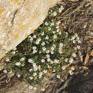 Imagem de Perityle coronopifolia A. Gray