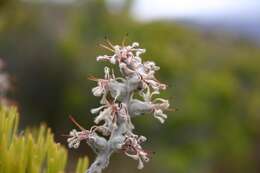 Imagem de Paranomus dispersus Levyns