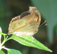 Plancia ëd Junonia terea elgiva Hewitson 1864