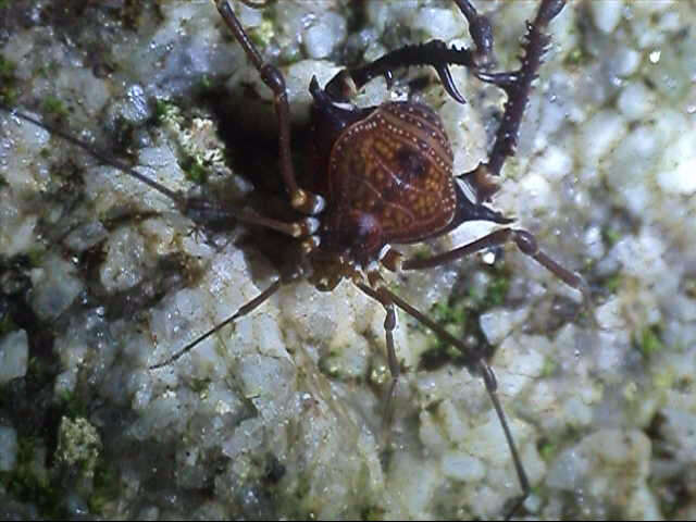 Image of Gonyleptes barbiellinii Mello-Leitão 1932