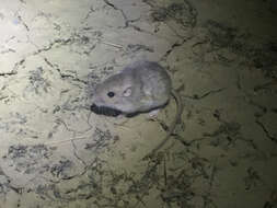 Image of San Joaquin pocket mouse