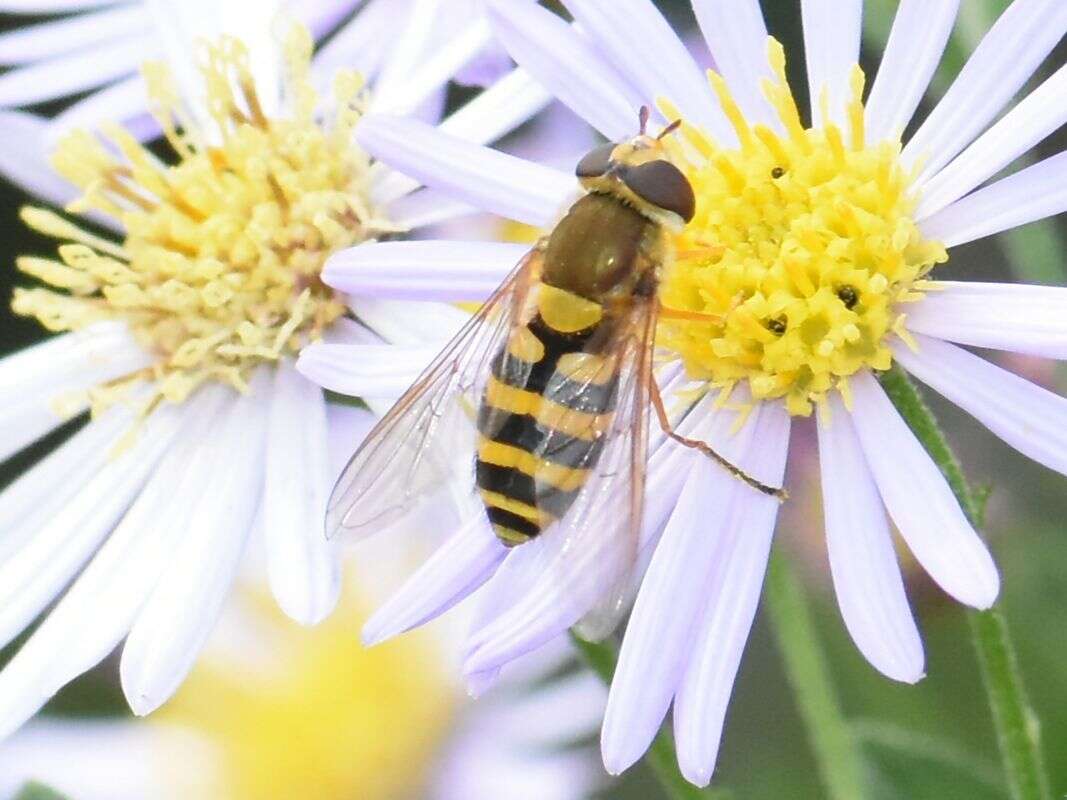 Image de Syrphus ribesii (Linnaeus 1758)