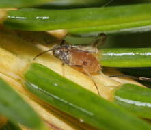 Image of Aphid