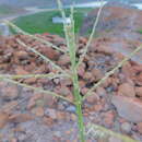 Image de Tetrapogon brandegeei (Vasey) P. M. Peterson