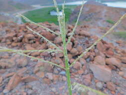 Image of Tetrapogon brandegeei (Vasey) P. M. Peterson